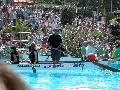 Drachenboatcup des ZDF in Mainz